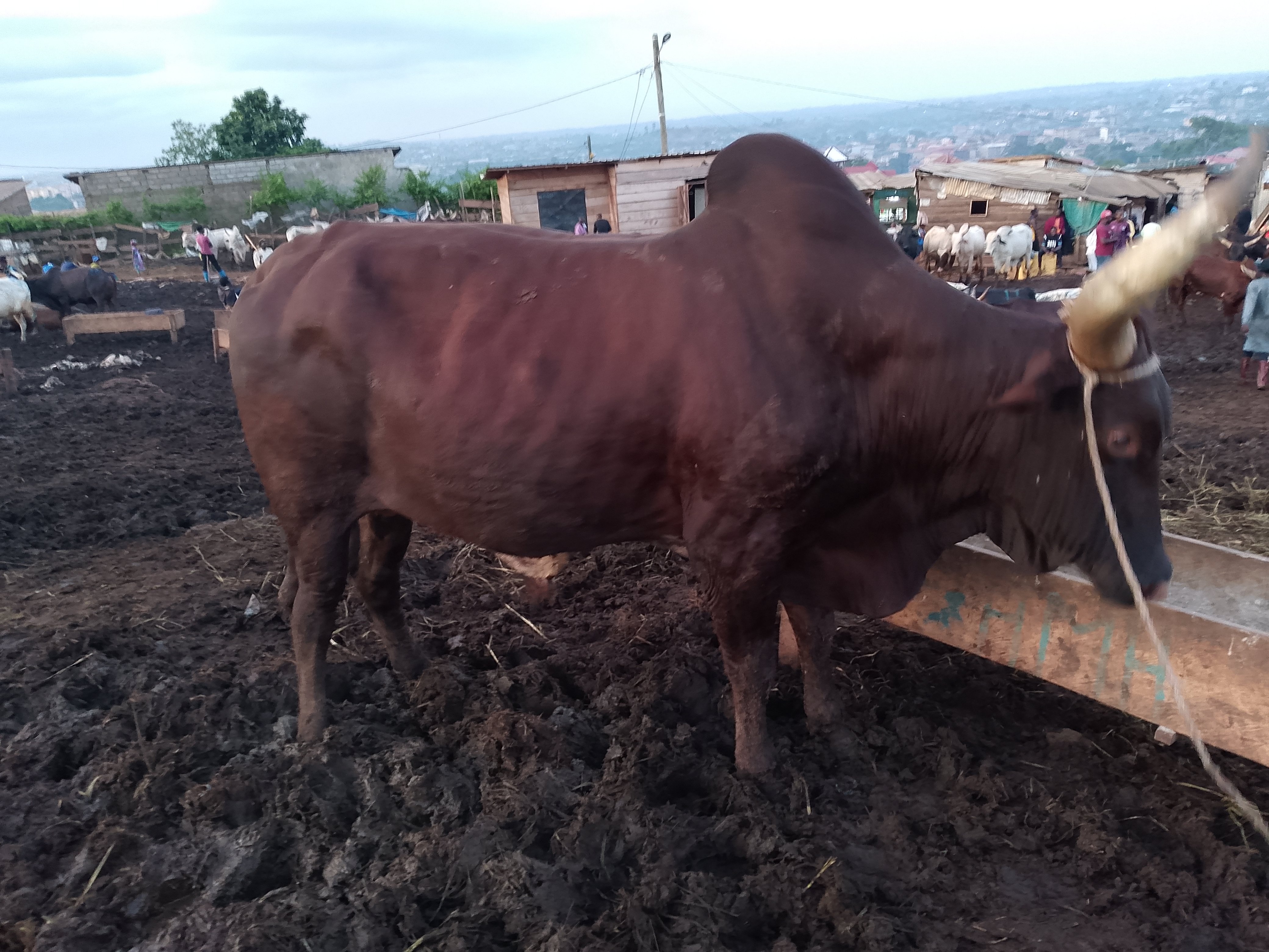 Boucherie Aboubacar,Vente de la viande de boeuf et du poulet et du poisson