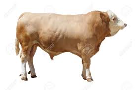 OX BULL