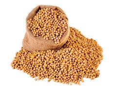 SOYSBEANS IN 100KG BAGS