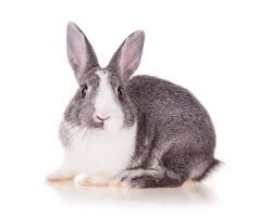 RABBIT IN KG