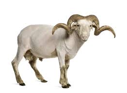 RAMS