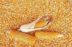 CORN IN 100KG BAGS