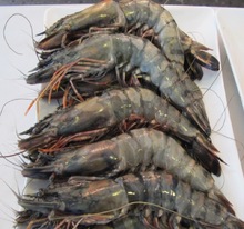 Fresh Seafood
