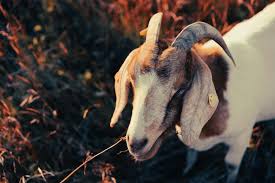 RAMS