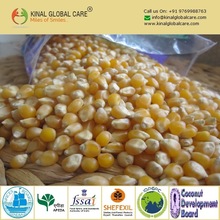 High Grade Hot Sale Corn/Maize For Animal Feed/Corn