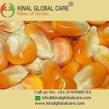High Quality Yellow Corn For Animal Feed 
