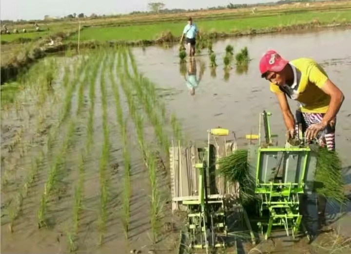 Transplanteur de riz à pied tenu dans la main planteur
