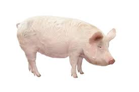 VERA PIGS