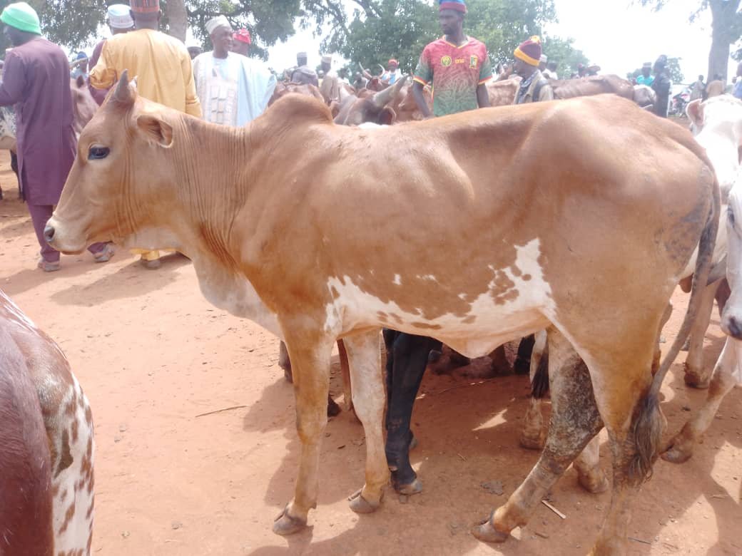 Boucherie, vente viande de boeuf