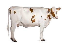 OX BULL