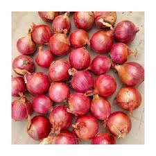ONIONS IN 100KG BAGS