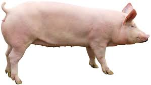 VERA PIGS