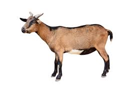 GOAT
