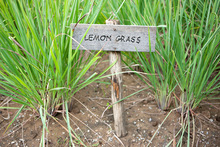 Lemongrass Oil (Cymbopogon Flexuosus)