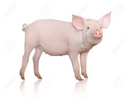 VERA PIGS