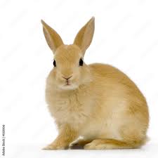 RABBIT IN KG