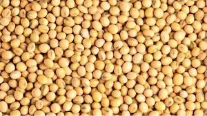 GRAINE DE SOJA 