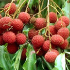 Lychee