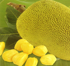 Jackfruit