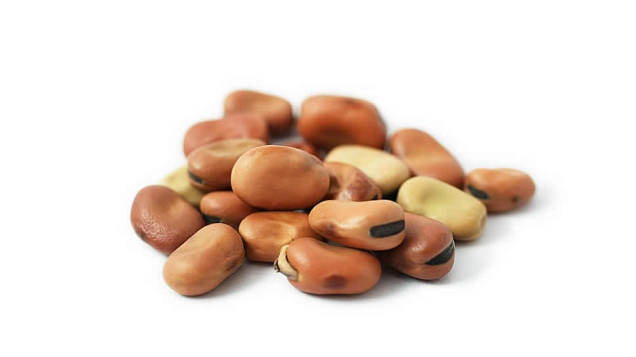 Faba Beans 