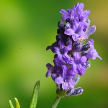 Lavender oil (Lavandula angustifolia)