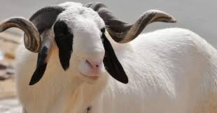 RAMS