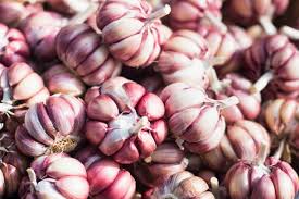 GARLIC IN 100KG BAGS