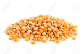 CORN IN 100KG BAGS