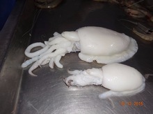 Whole Cuttlefish/Seafood/Fresh Squid!!!