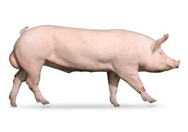 VERA PIGS