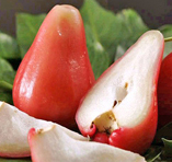 Rose Apple
