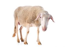 SHEEP