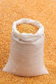 CORN IN 100KG BAGS