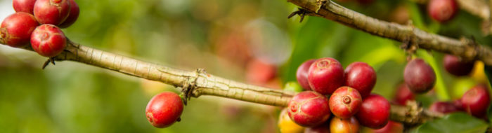 Confectionery & Beverage Ingredients
