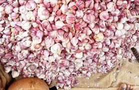 GARLIC IN 100KG BAGS