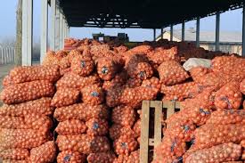 ONIONS IN 100KG BAGS