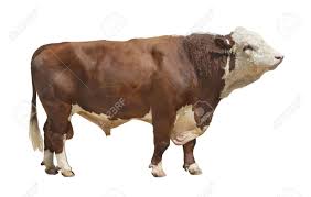 OX BULL