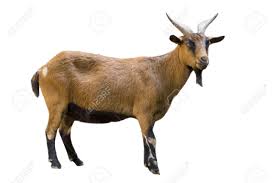 GOAT