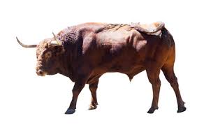 OX BULL