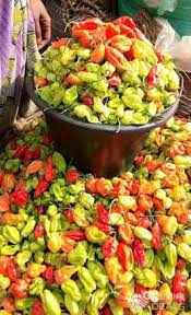 SEAU DE PIMENT 15L