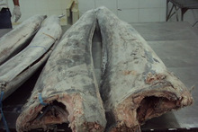 Sailfish DWT