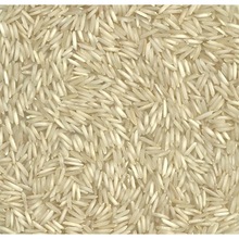 Basmati 1121 Golden Rice