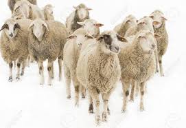 SHEEP