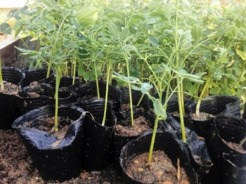 Moringa Seedling