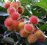 Rambutan