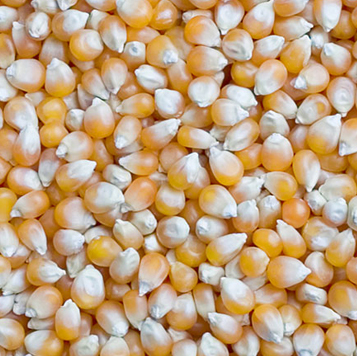 Yellow Maize