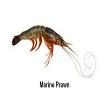 Marine prawn 