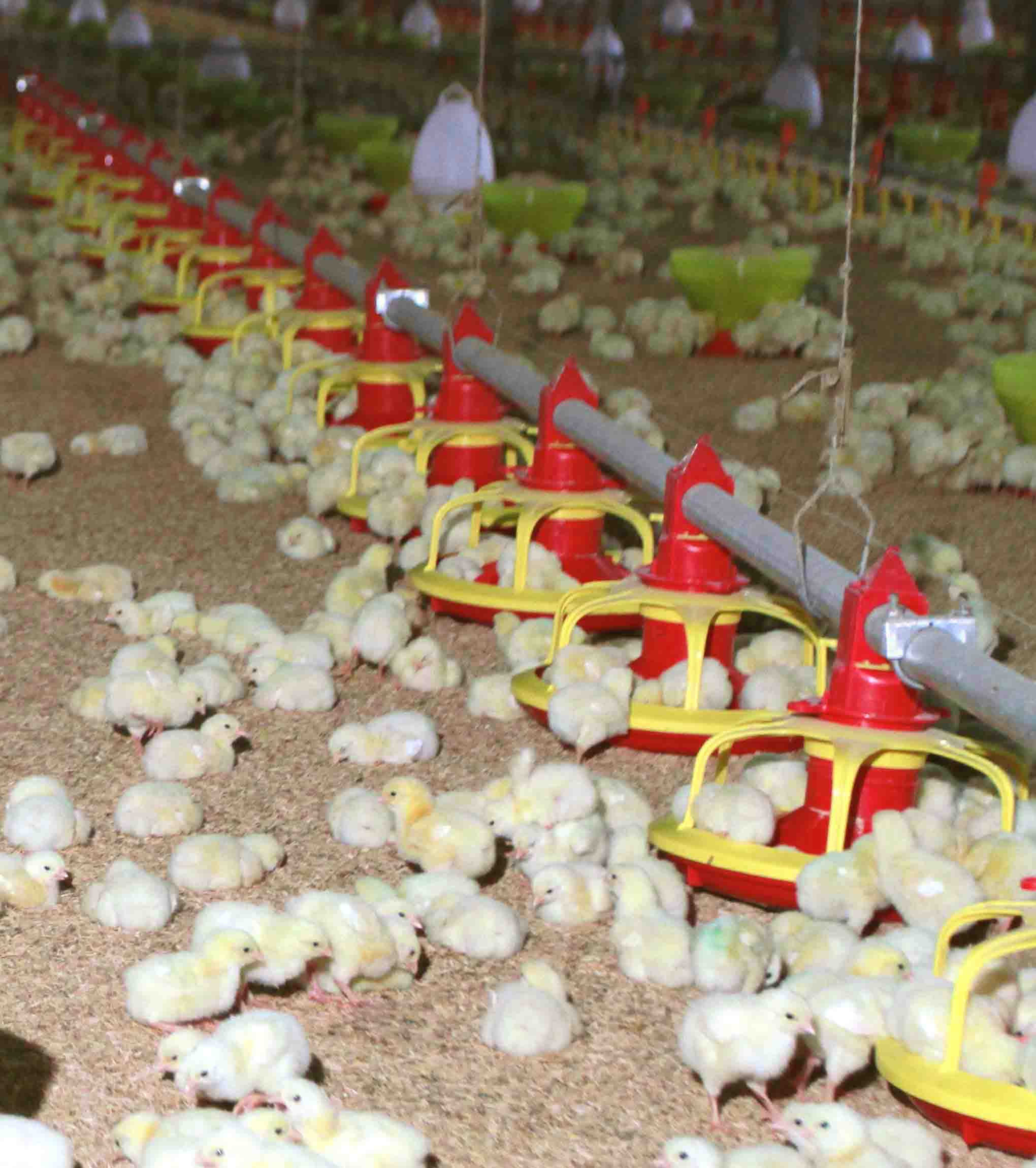 Automatic chicken feeding system