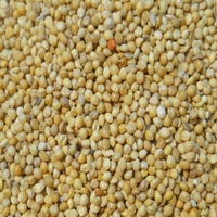 Brand new wholesale foxtail pearl millet for animal feed