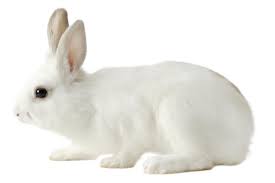 RABBIT IN KG